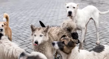 Opieka nad zwierzętami w gminach Brody, Pawłów, Wąchock - prawie pół mln zł na bezdomne psy