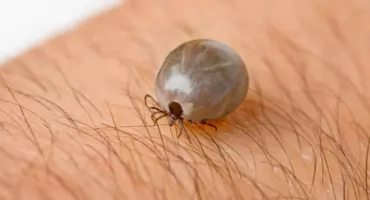 Kleszcze w natarciu. Inwazja pajęczaków właśnie się zaczyna...