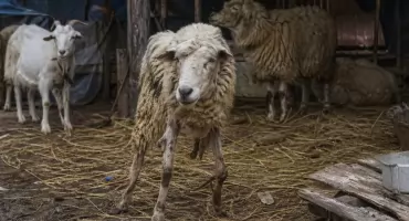 Kto zapewni bezpieczeństwo i godny byt zwierzętom z gm. Pawłów?