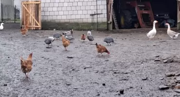 Hodowla drobiu w mieście - czy to dozwolone?