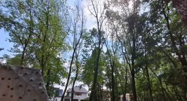  Uschnięte drzewa i połamane gałęzie w Parku Miejskim. Mieszkańcy Starachowic pytają o bezpieczeństwo
