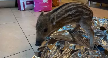 Nietypowy pacjent w starachowickiej przychodni weterynaryjnej. Dzik jest dziki...