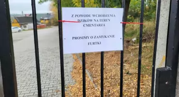 Dziki nadal mają wolny wstęp na cmentarz. Zamknięta brama, otwarta furtka i dziura w ogrodzeniu
